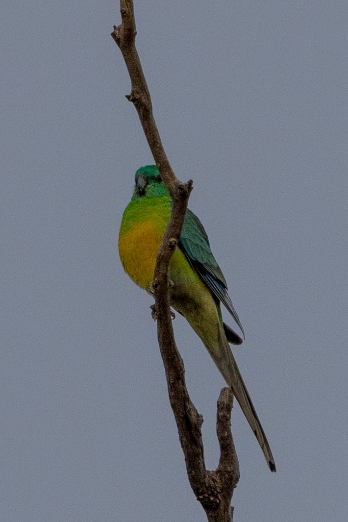 Red-rumped Parrot - Richard and Margaret Alcorn