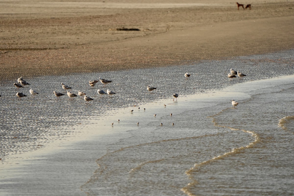 Sanderling - Willem Van Bergen