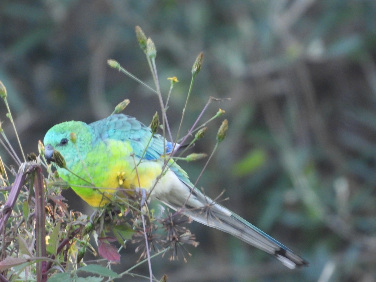 Red-rumped Parrot - ML619016997