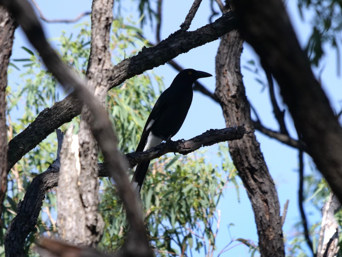 Pied Currawong - ML619017005