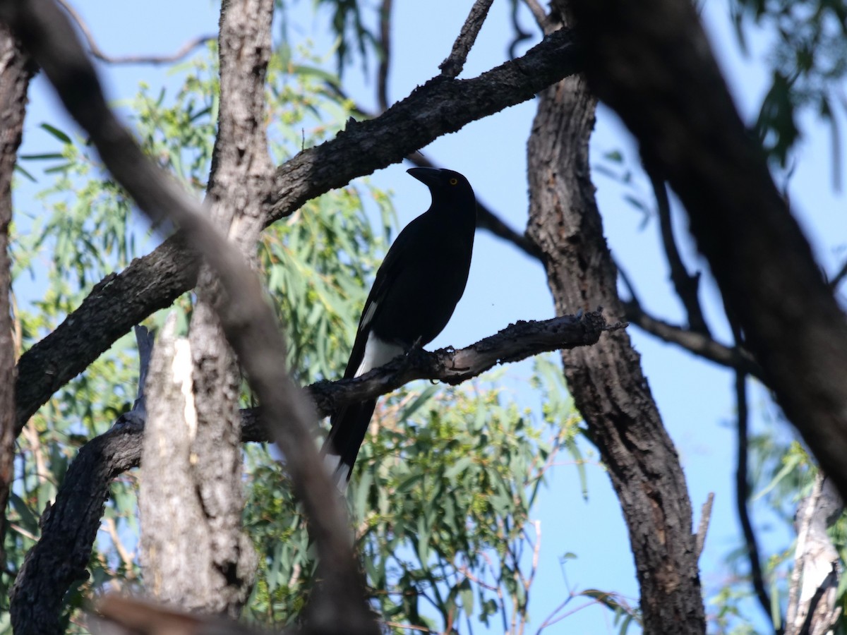 Pied Currawong - ML619017006