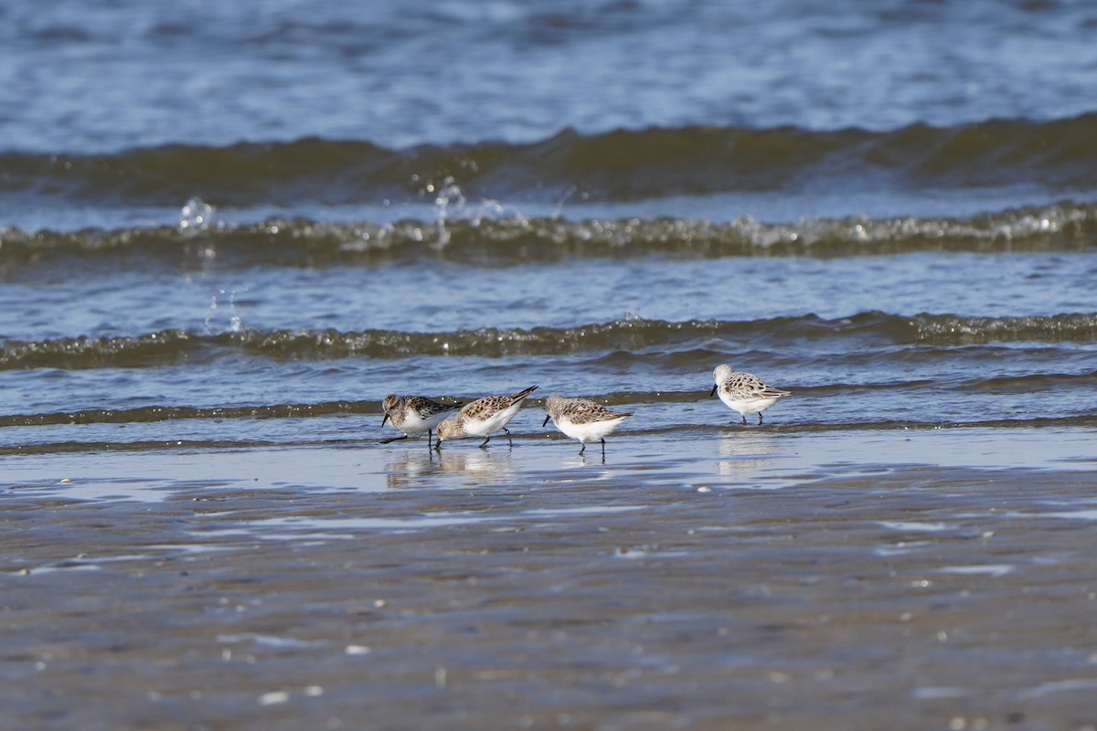 Sanderling - Willem Van Bergen