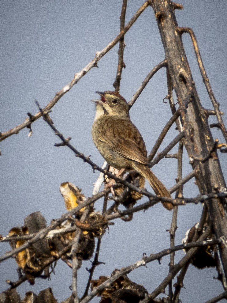 Rufous-crowned Sparrow - ML619017024