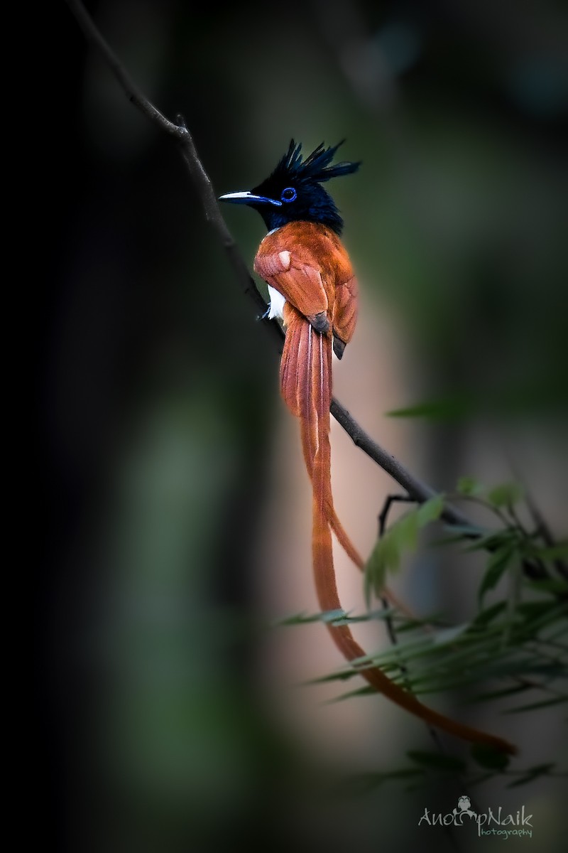 Indian Paradise-Flycatcher - Anoop Naik