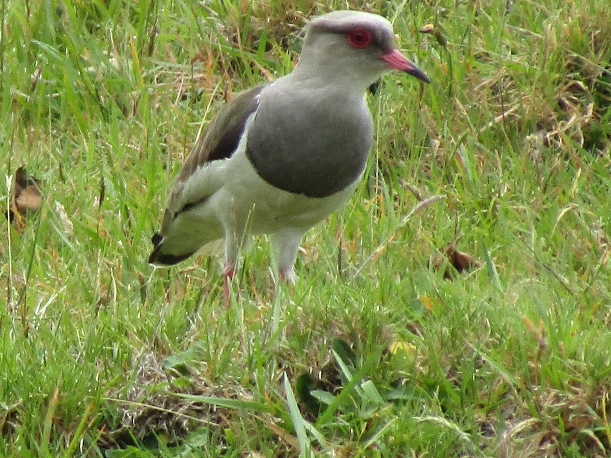 Andean Lapwing - ML619017067