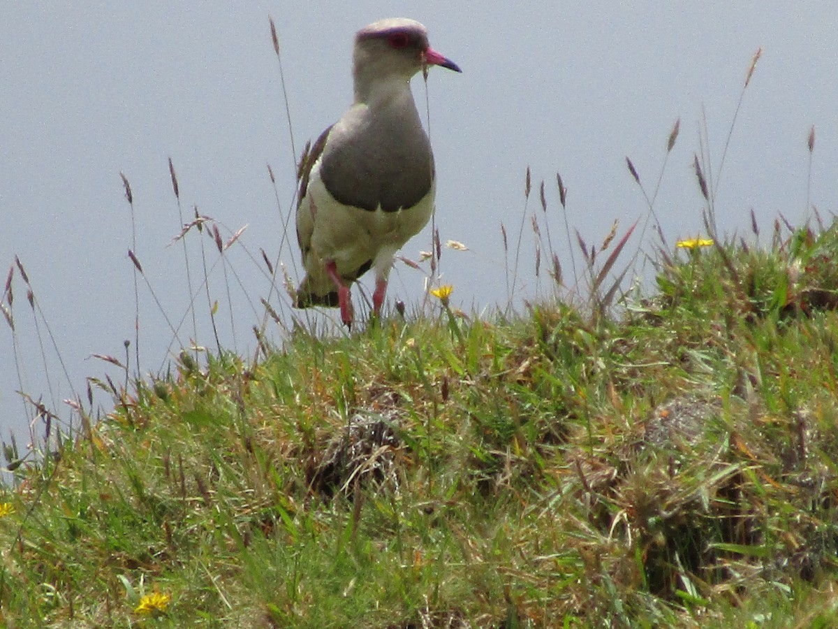 Andean Lapwing - ML619017075