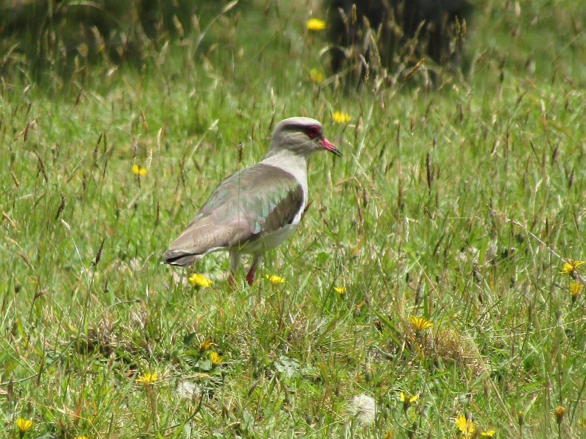 Andean Lapwing - ML619017080