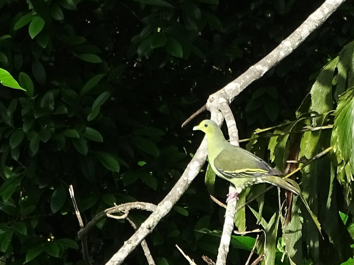 Цейлонский зелёный голубь - ML619017106