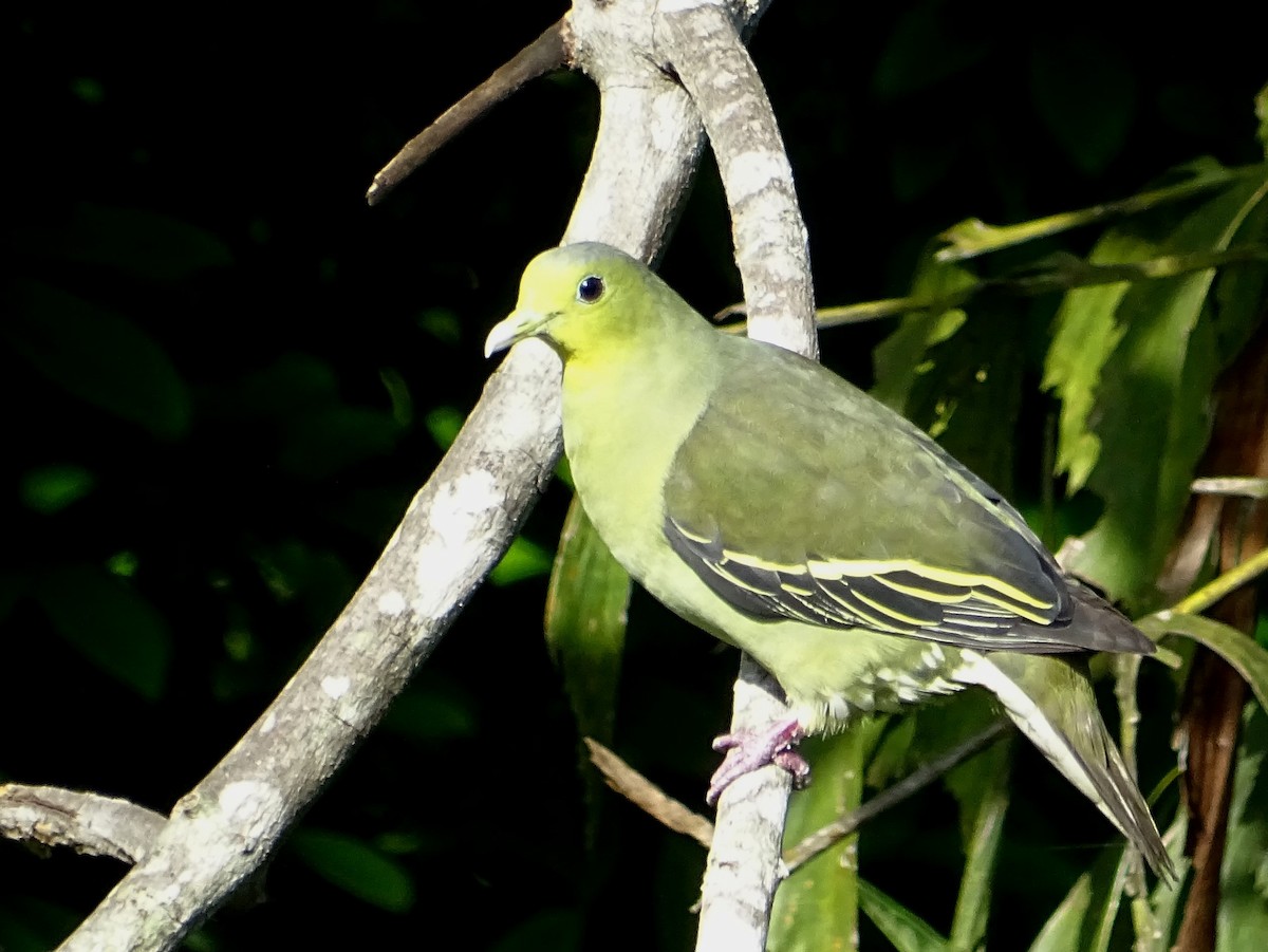 Цейлонский зелёный голубь - ML619017107