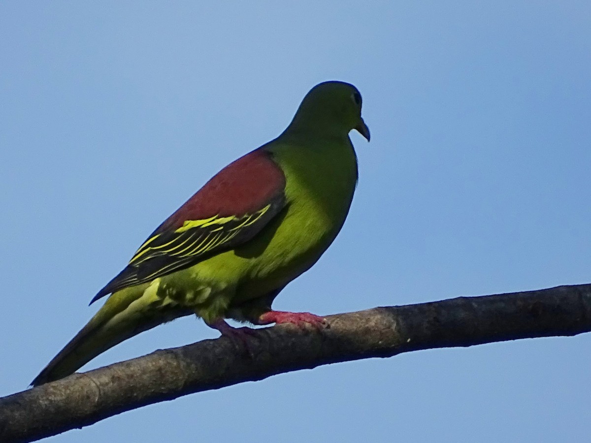 Цейлонский зелёный голубь - ML619017108