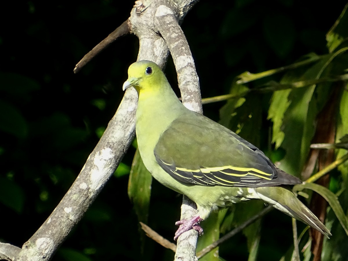 Цейлонский зелёный голубь - ML619017109