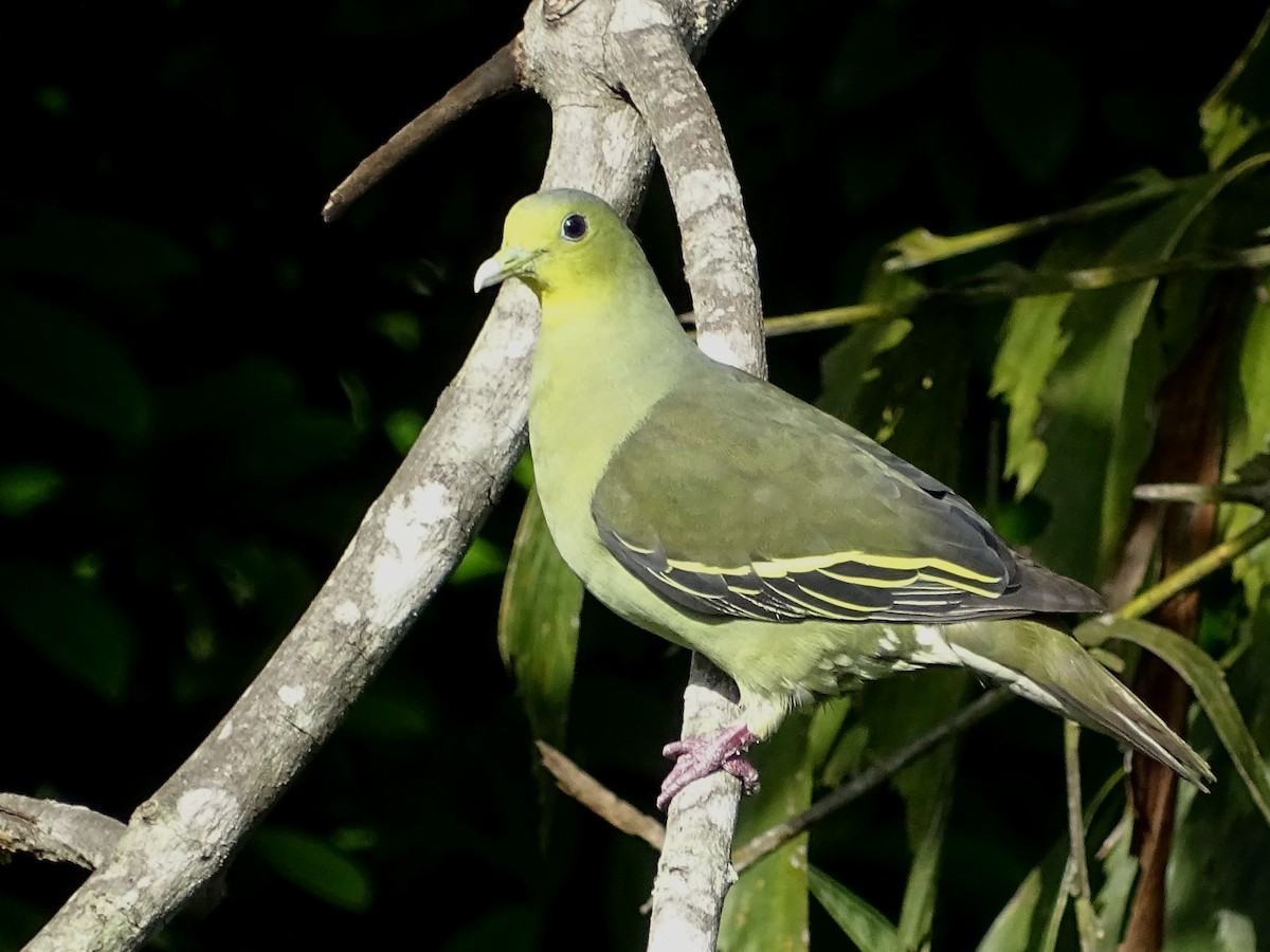 Цейлонский зелёный голубь - ML619017110