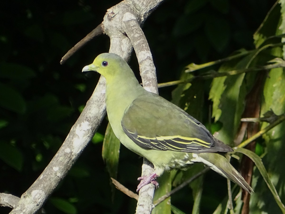 Цейлонский зелёный голубь - ML619017111