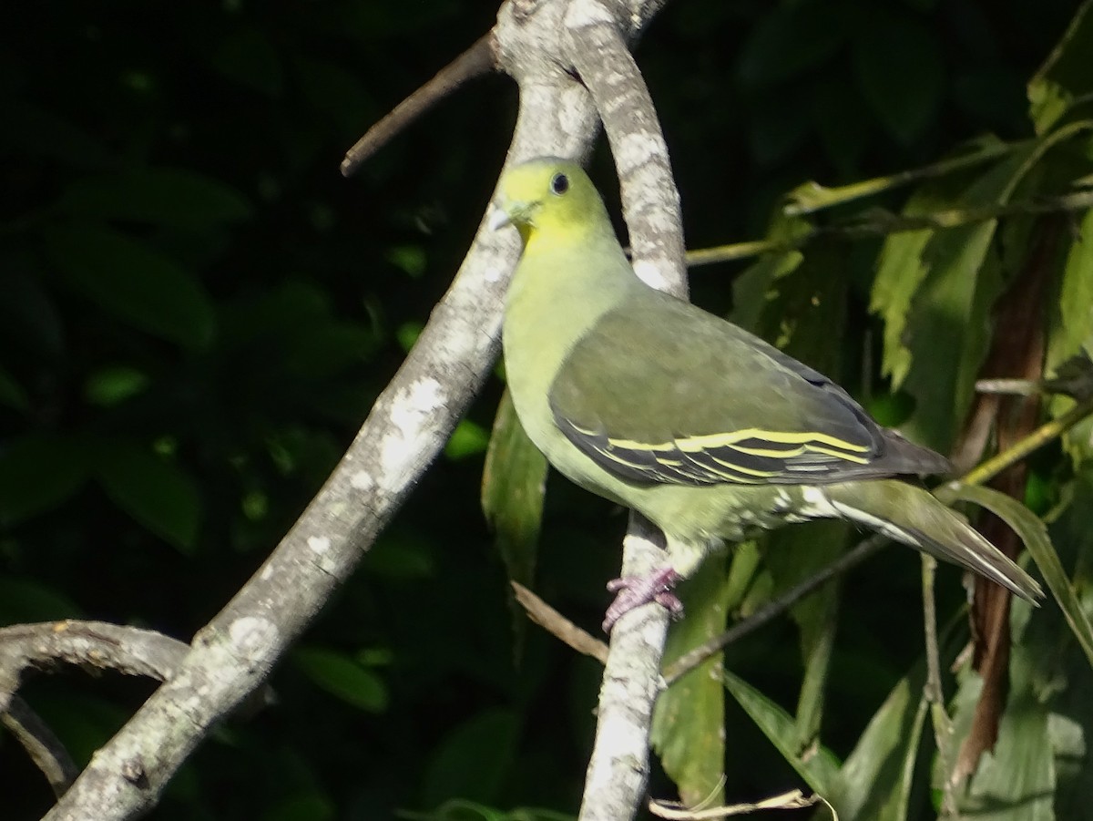 Цейлонский зелёный голубь - ML619017112