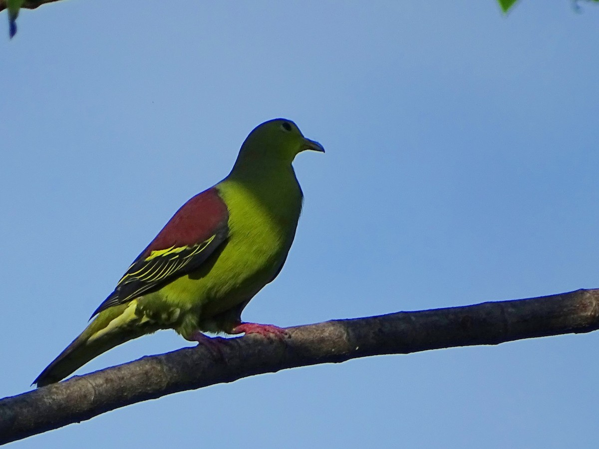 Цейлонский зелёный голубь - ML619017113