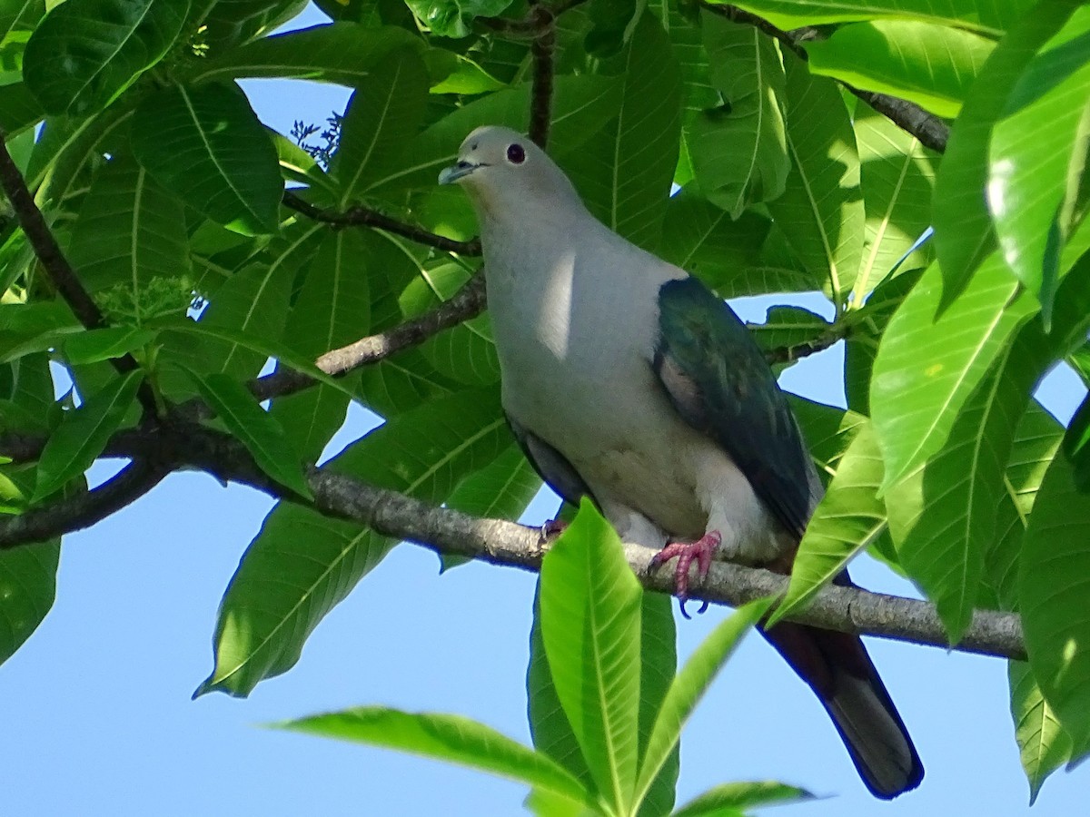 Green Imperial-Pigeon - Sri Srikumar