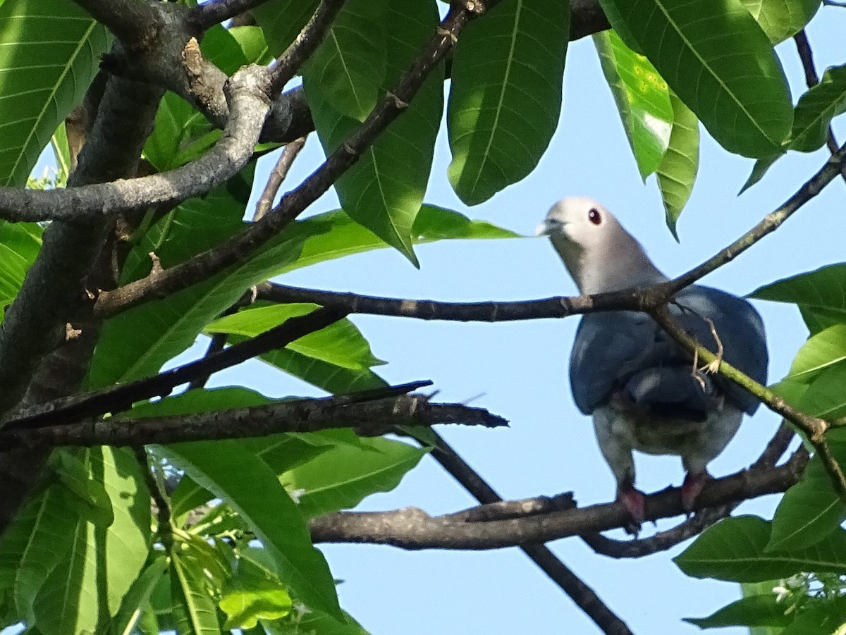 Green Imperial-Pigeon - ML619017119