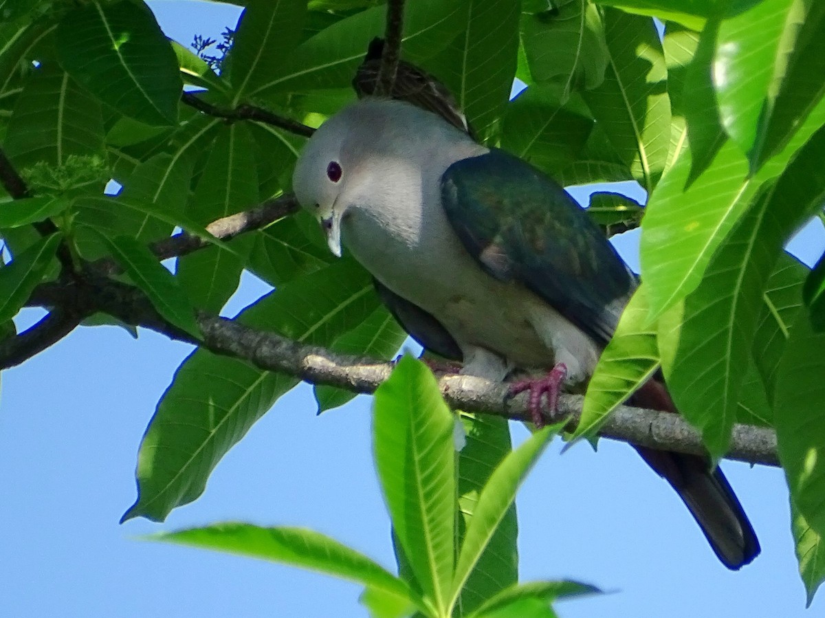 Green Imperial-Pigeon - ML619017120
