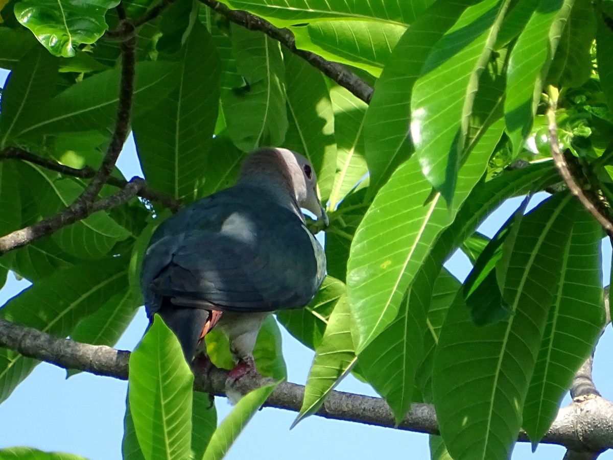 Green Imperial-Pigeon - ML619017121