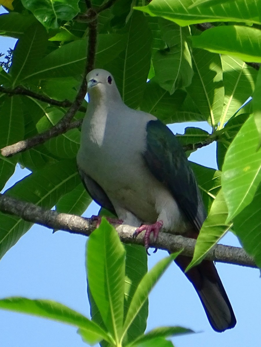 Green Imperial-Pigeon - ML619017122