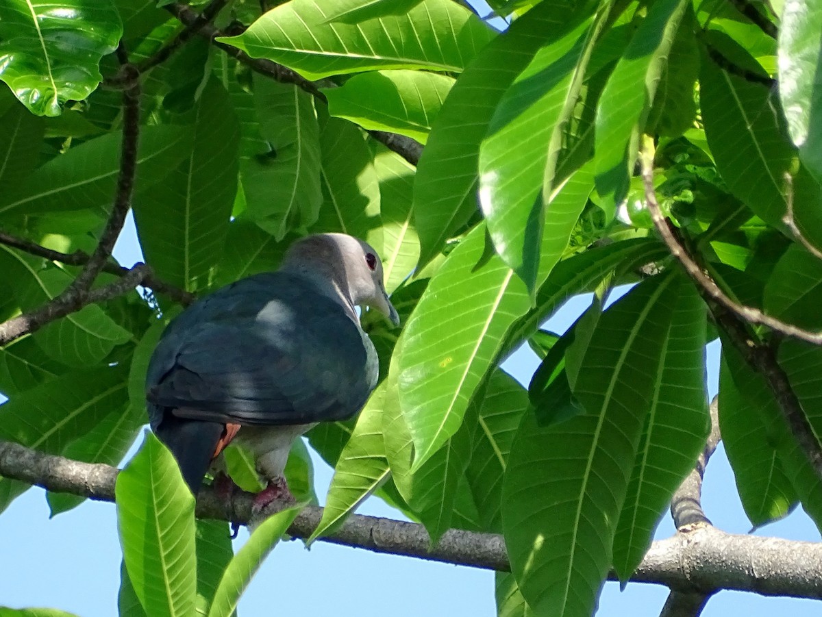 Green Imperial-Pigeon - ML619017123
