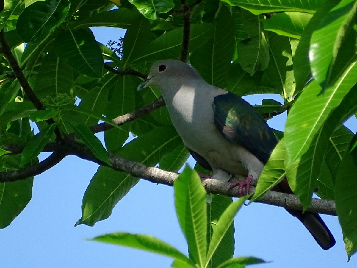 Green Imperial-Pigeon - ML619017124