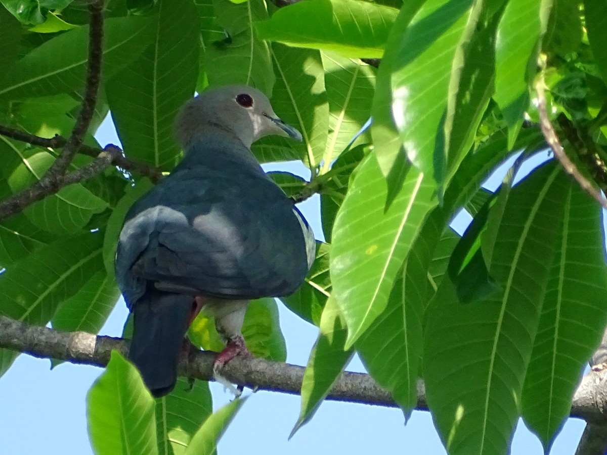 Green Imperial-Pigeon - ML619017125