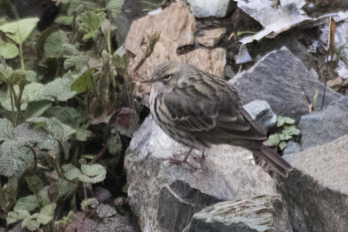 Rosy Pipit - ML619017127