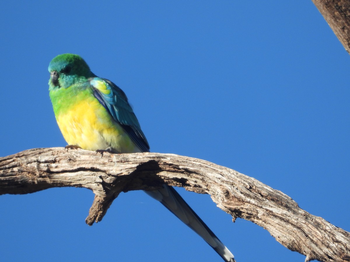 Red-rumped Parrot - ML619017139