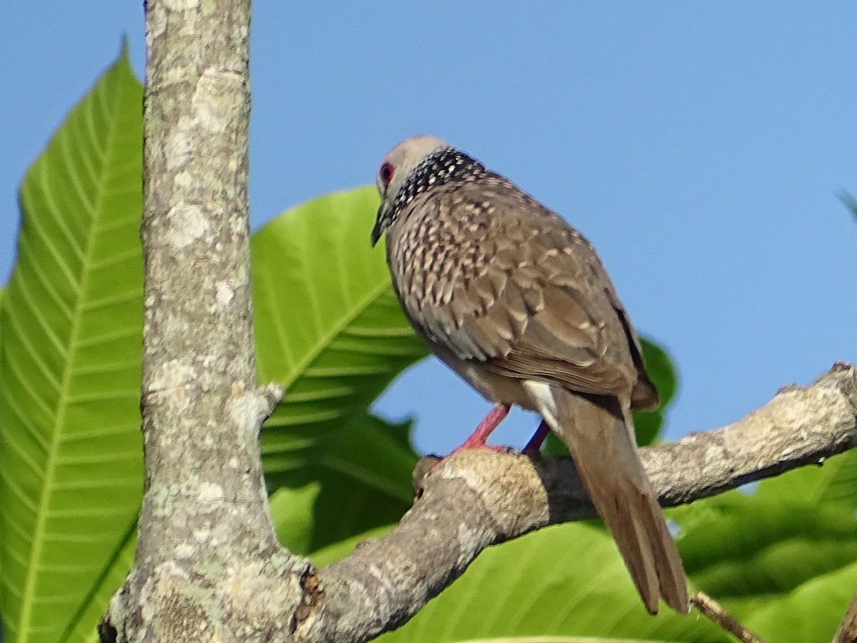 Spotted Dove - ML619017149