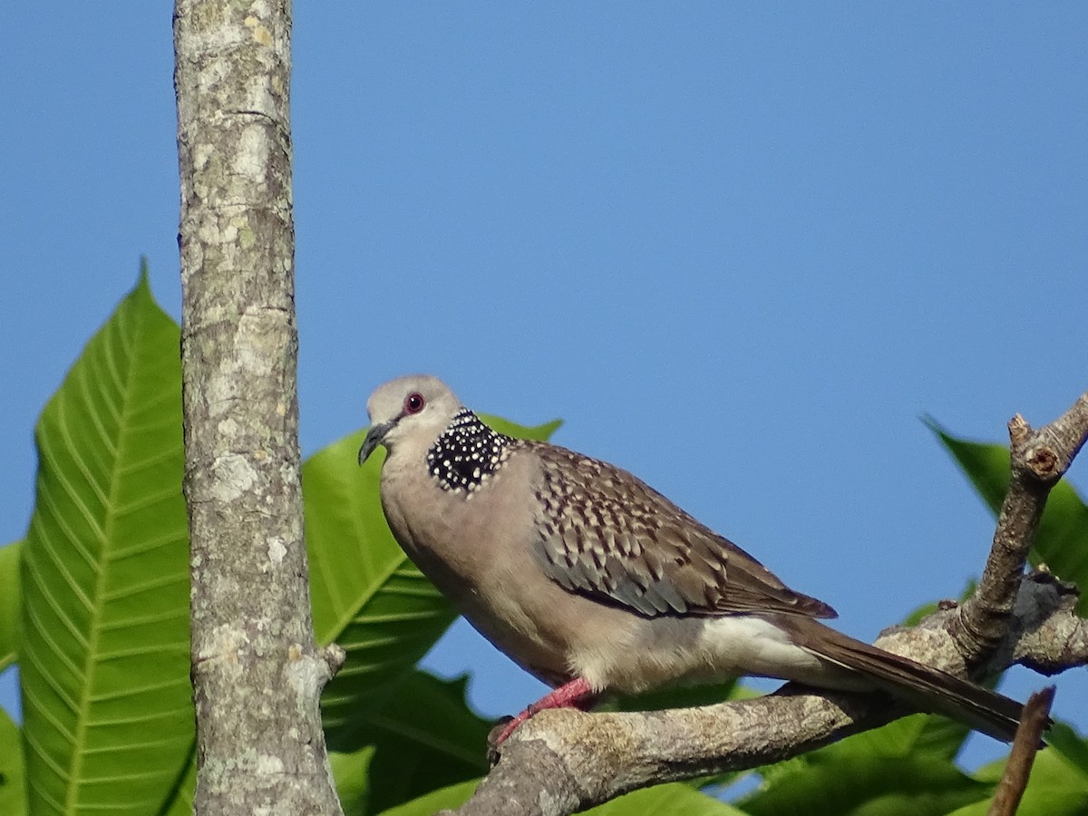Spotted Dove - ML619017150