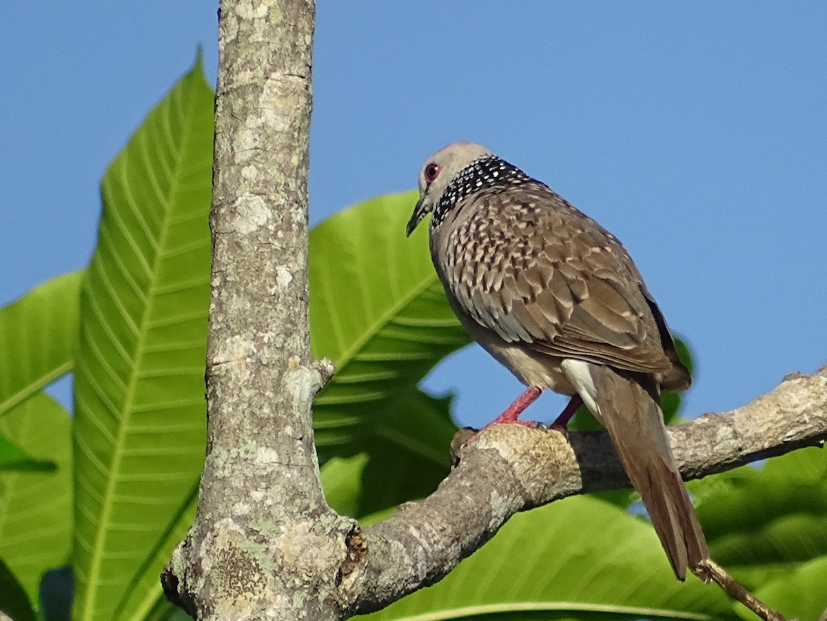 Spotted Dove - ML619017151