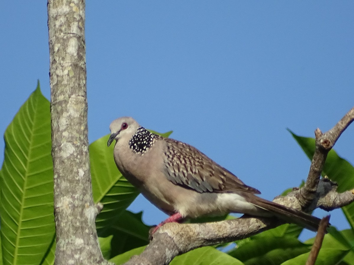 Spotted Dove - ML619017152
