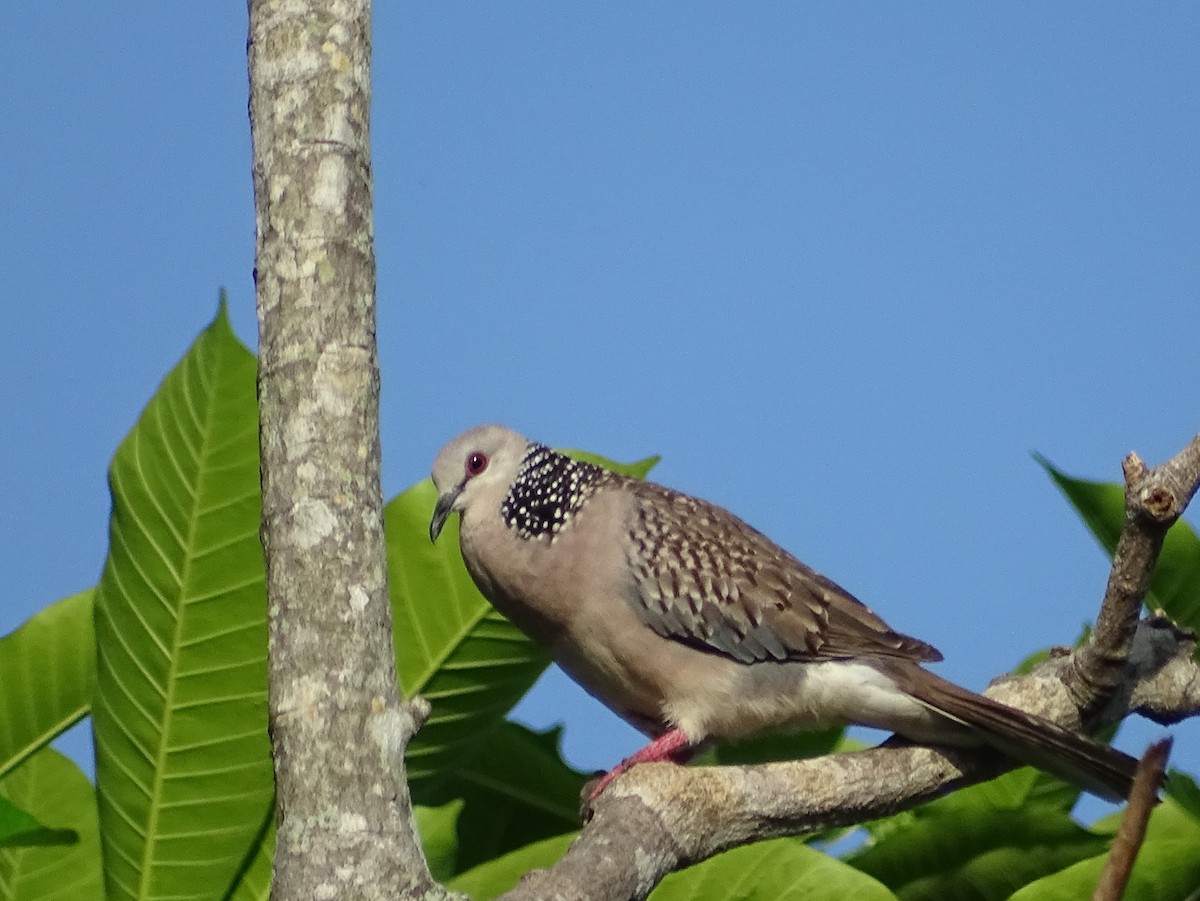 Spotted Dove - ML619017153