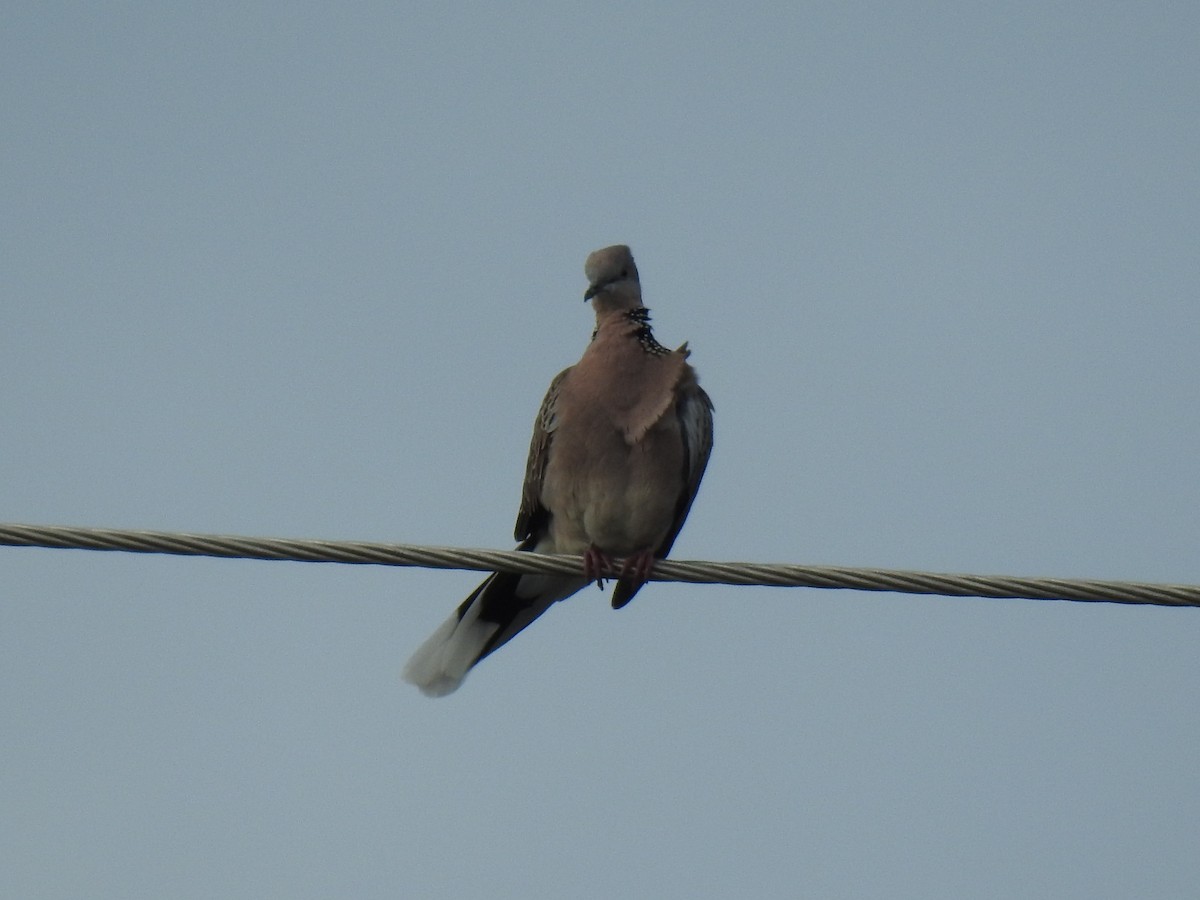 Spotted Dove - ML619017168