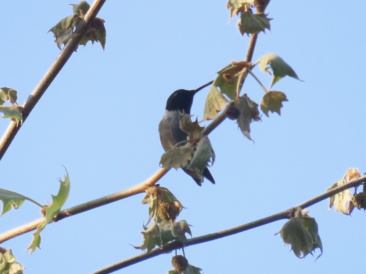 Ruby-throated Hummingbird - ML619017181