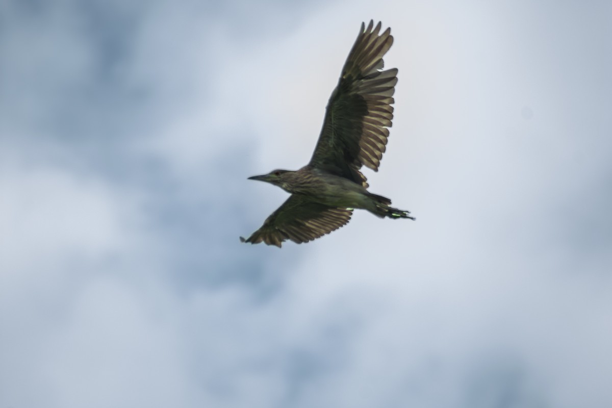 Black-crowned Night Heron - ML619017198