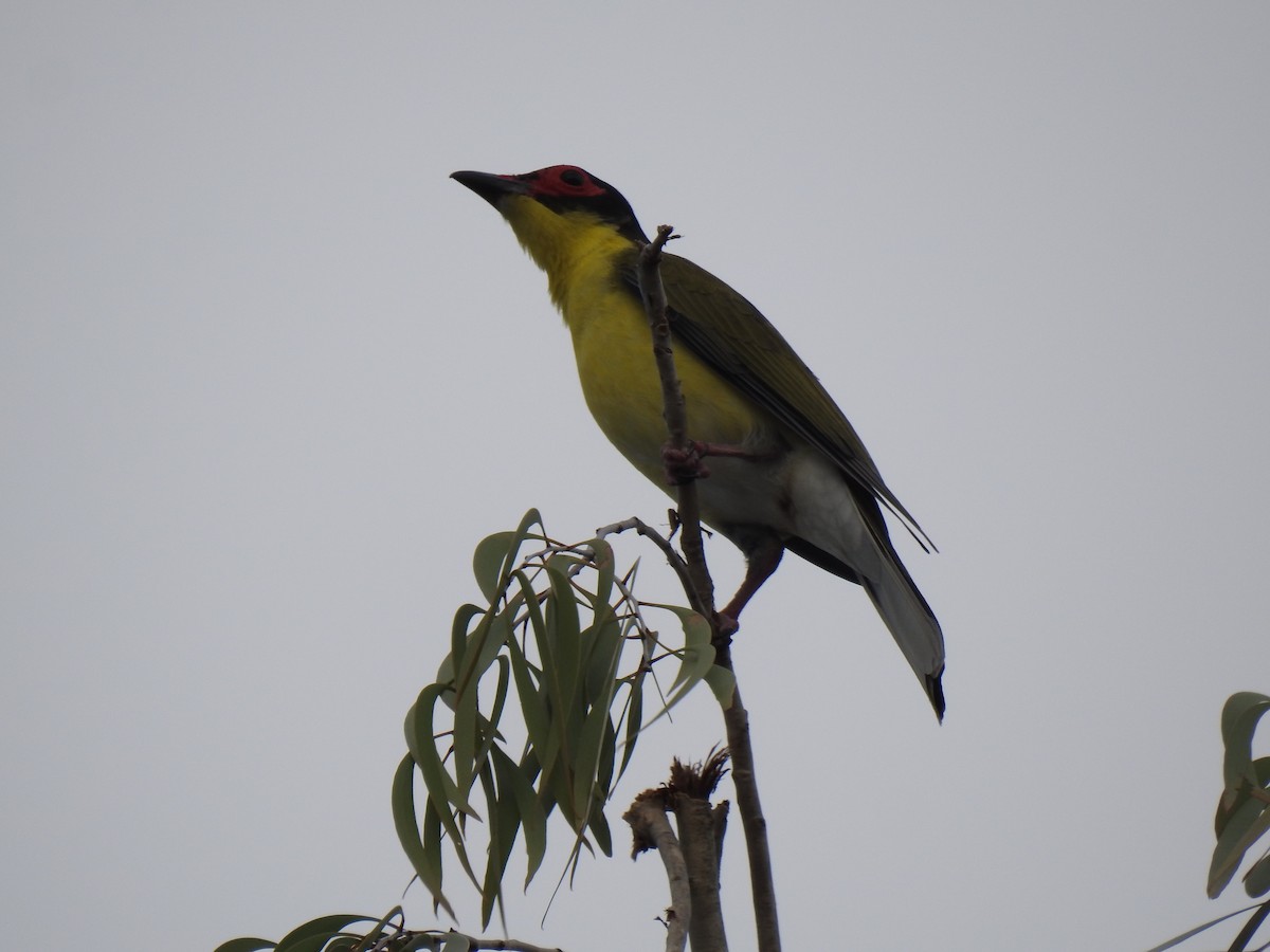 Australasian Figbird - ML619017248