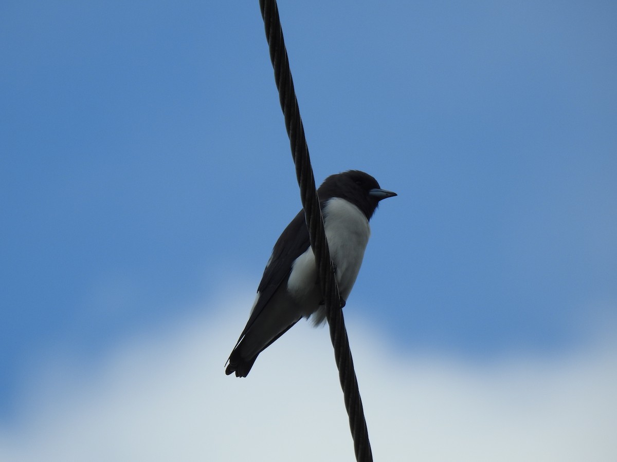White-breasted Woodswallow - ML619017272