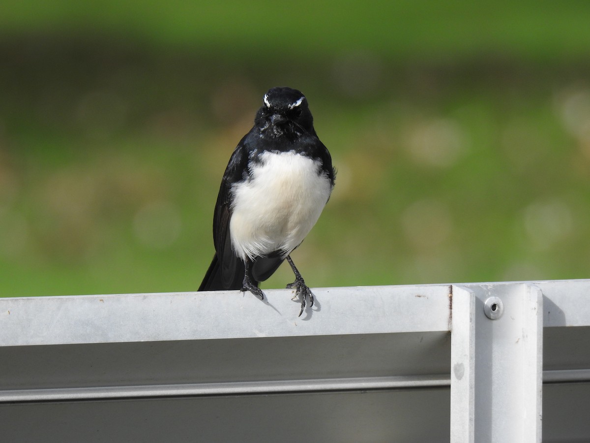 Willie-wagtail - ML619017283