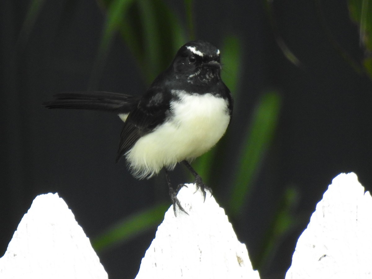 Willie-wagtail - ML619017284