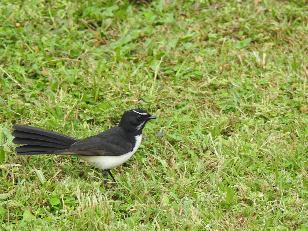 Willie-wagtail - ML619017285