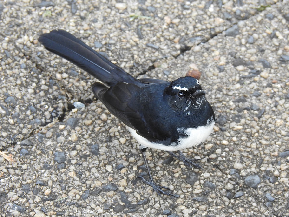 Willie-wagtail - ML619017286