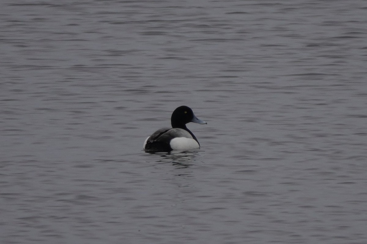 Greater Scaup - ML619017318