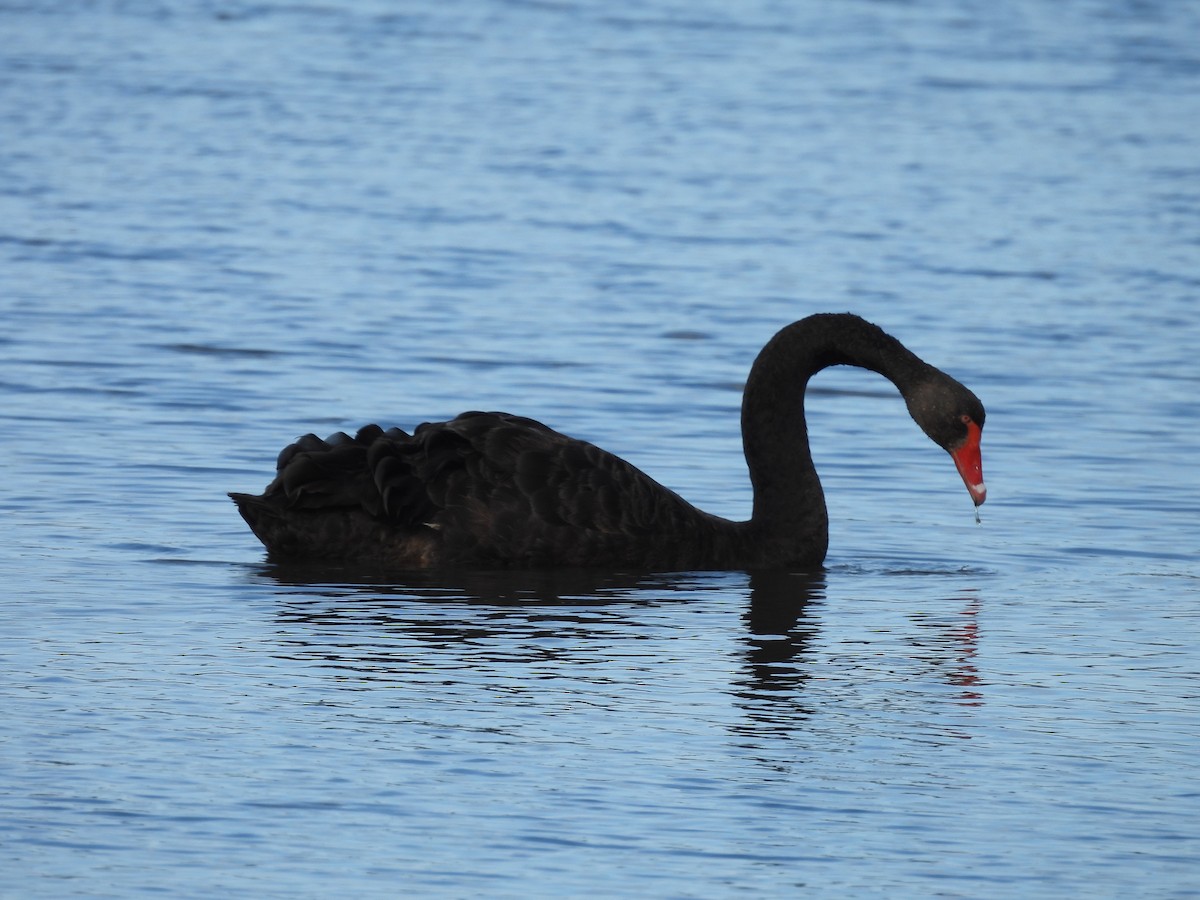 Black Swan - ML619017329
