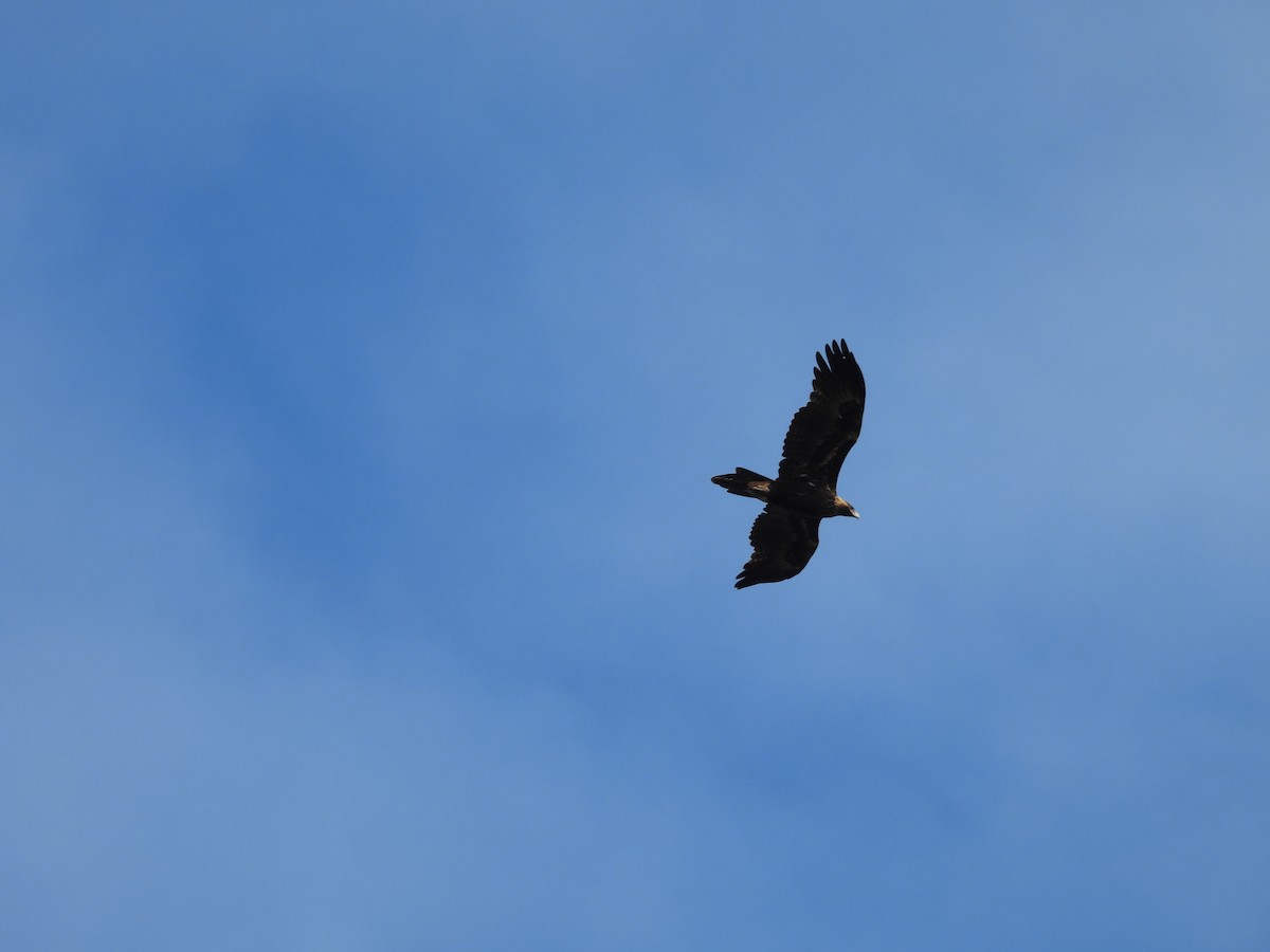 Wedge-tailed Eagle - ML619017350
