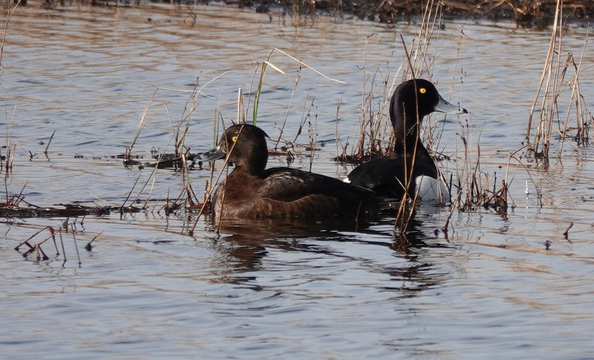 Tufted Duck - ML619017374