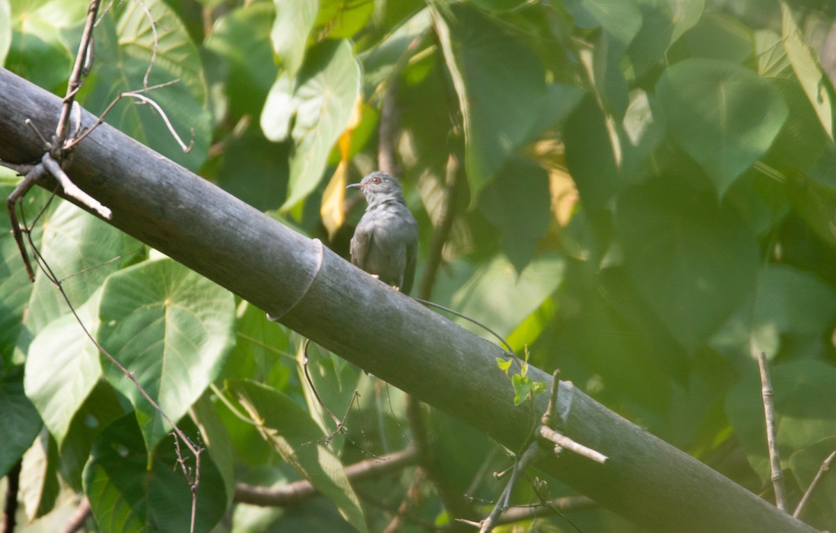 Gray-bellied Cuckoo - Thanu Shanavas
