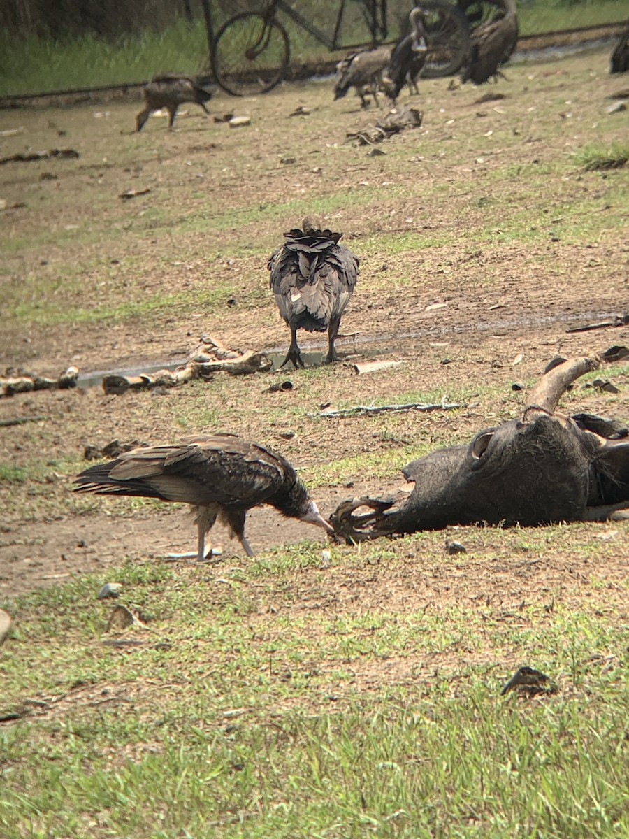 Egyptian Vulture - Amsis Panta
