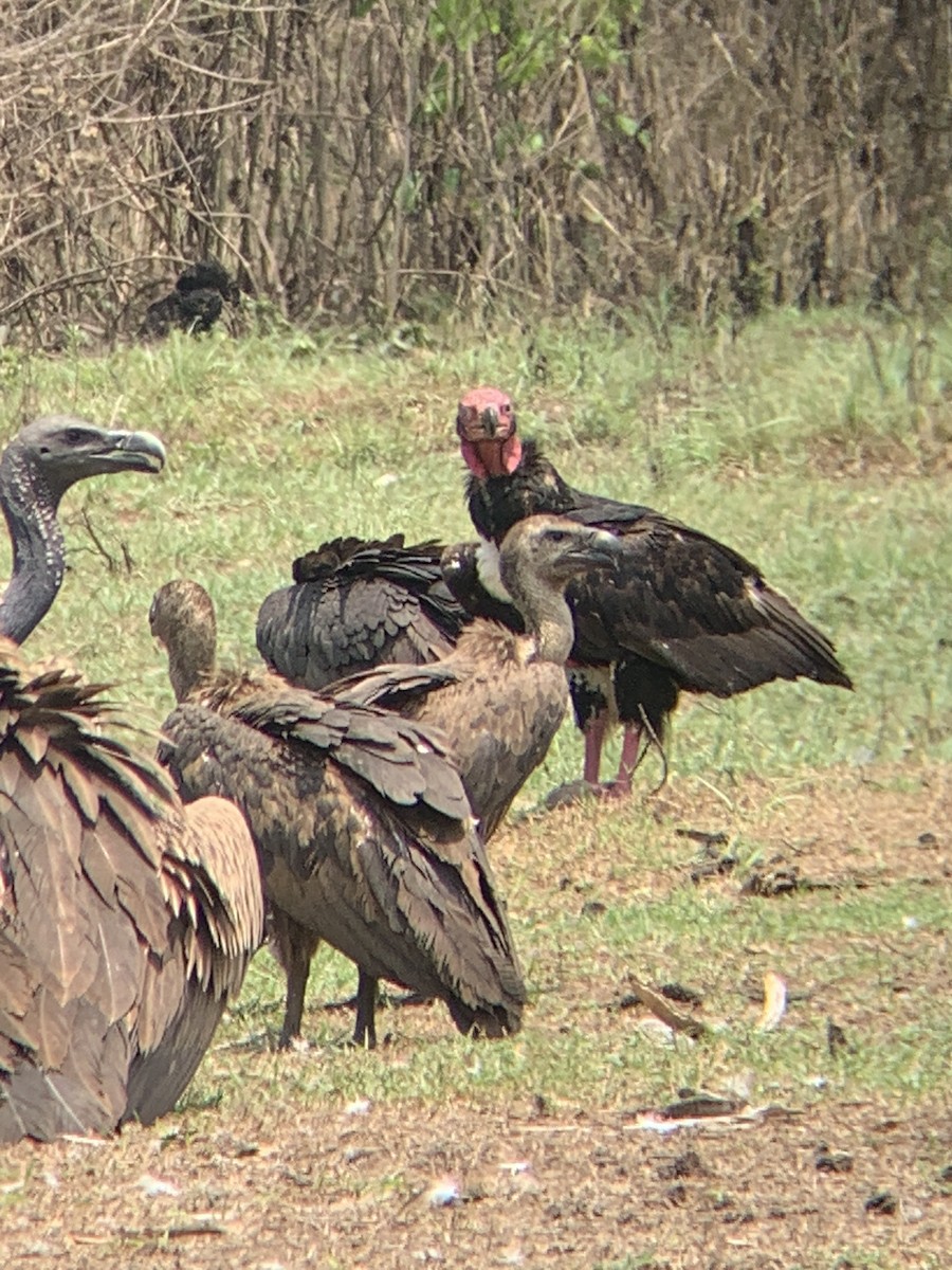 Red-headed Vulture - Amsis Panta